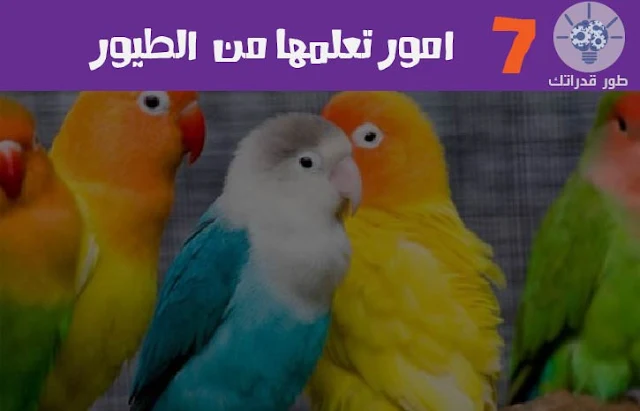 7 امور تعلمها من الطيور
