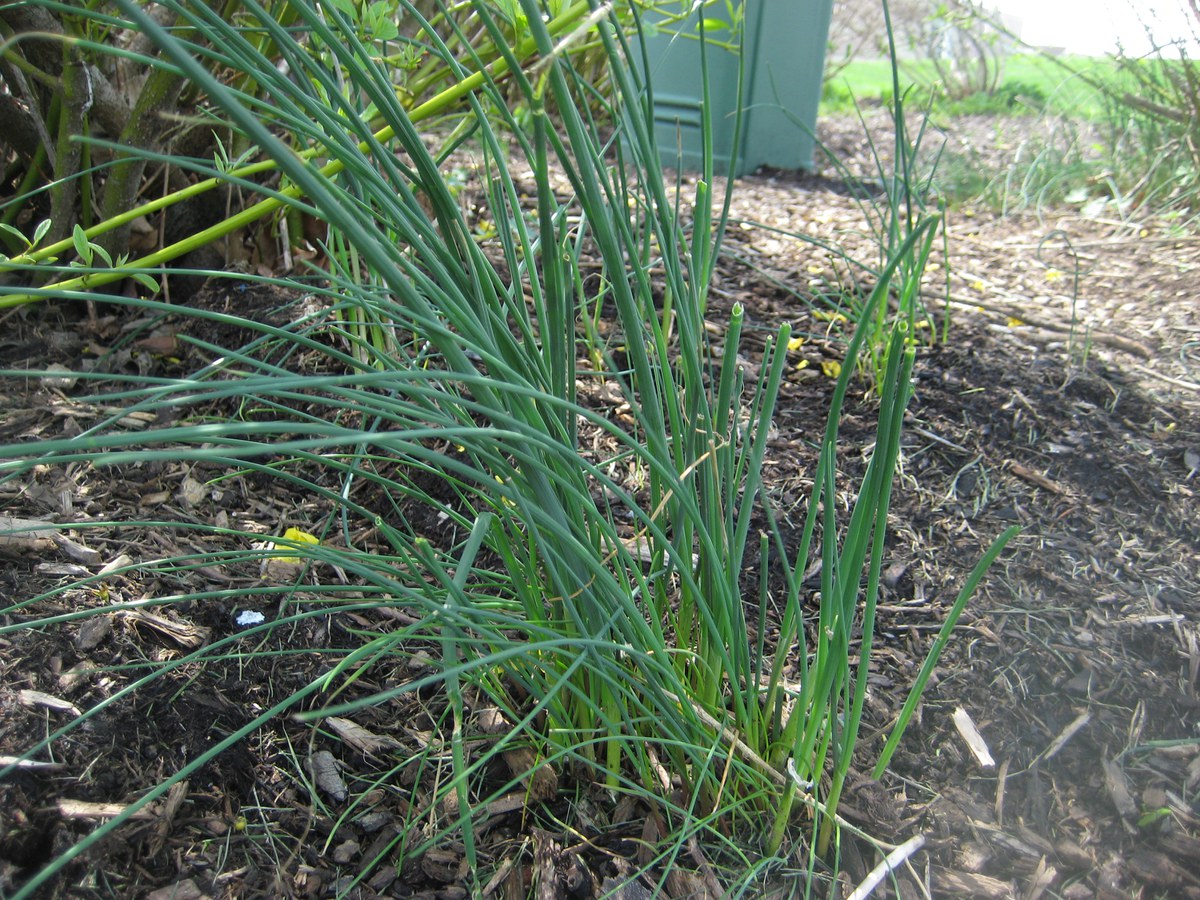 http://plantscience.psu.edu/research/centers/turf/extension/plant-id/grasses/wild-onion-1/wild-onion-2/view