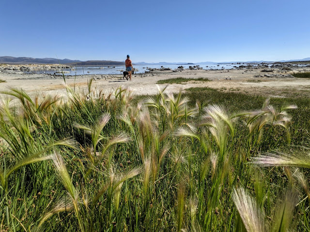 A person walks their dog on a beach in the background, with grasses in the foreground