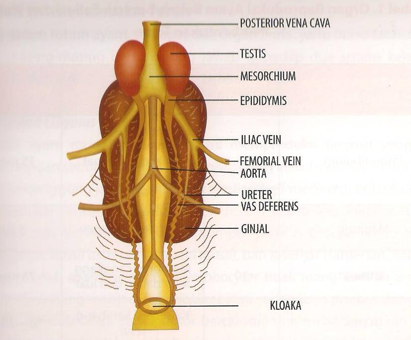 Sistem Reproduksi Ayam Jantan - Perumperindo.co.id