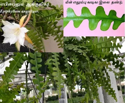 Epiphyllum anguliger