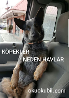 Köpekler Neden Havlar Ve Kuyruk Sallar?