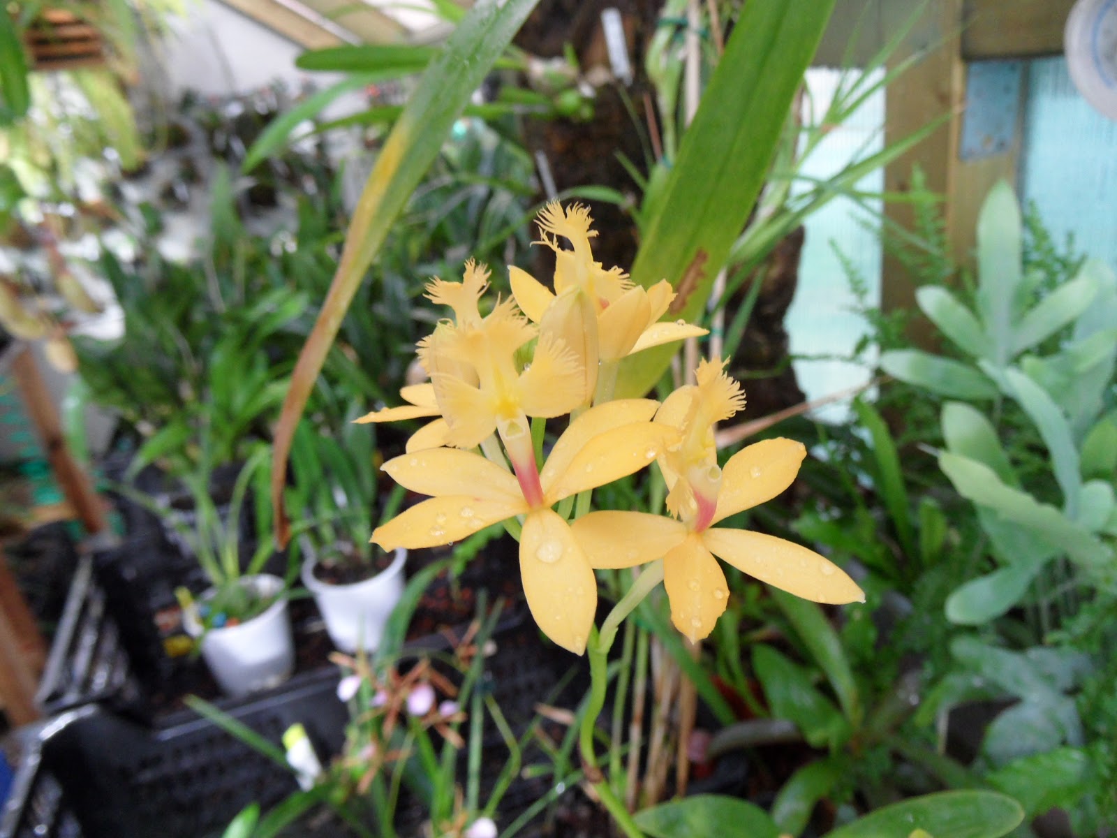 Orquídeas Blog de Angel Mar: Epidendrum ibaguense (Flores todo el año)