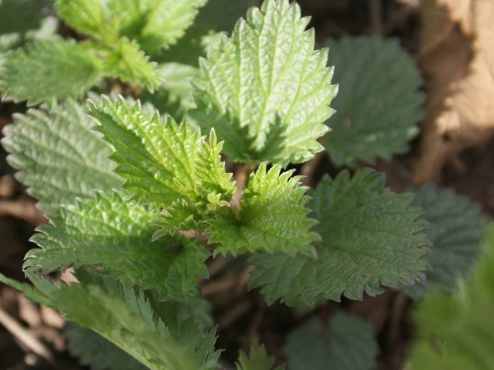 The Barefoot Gardener A Bone to Pick