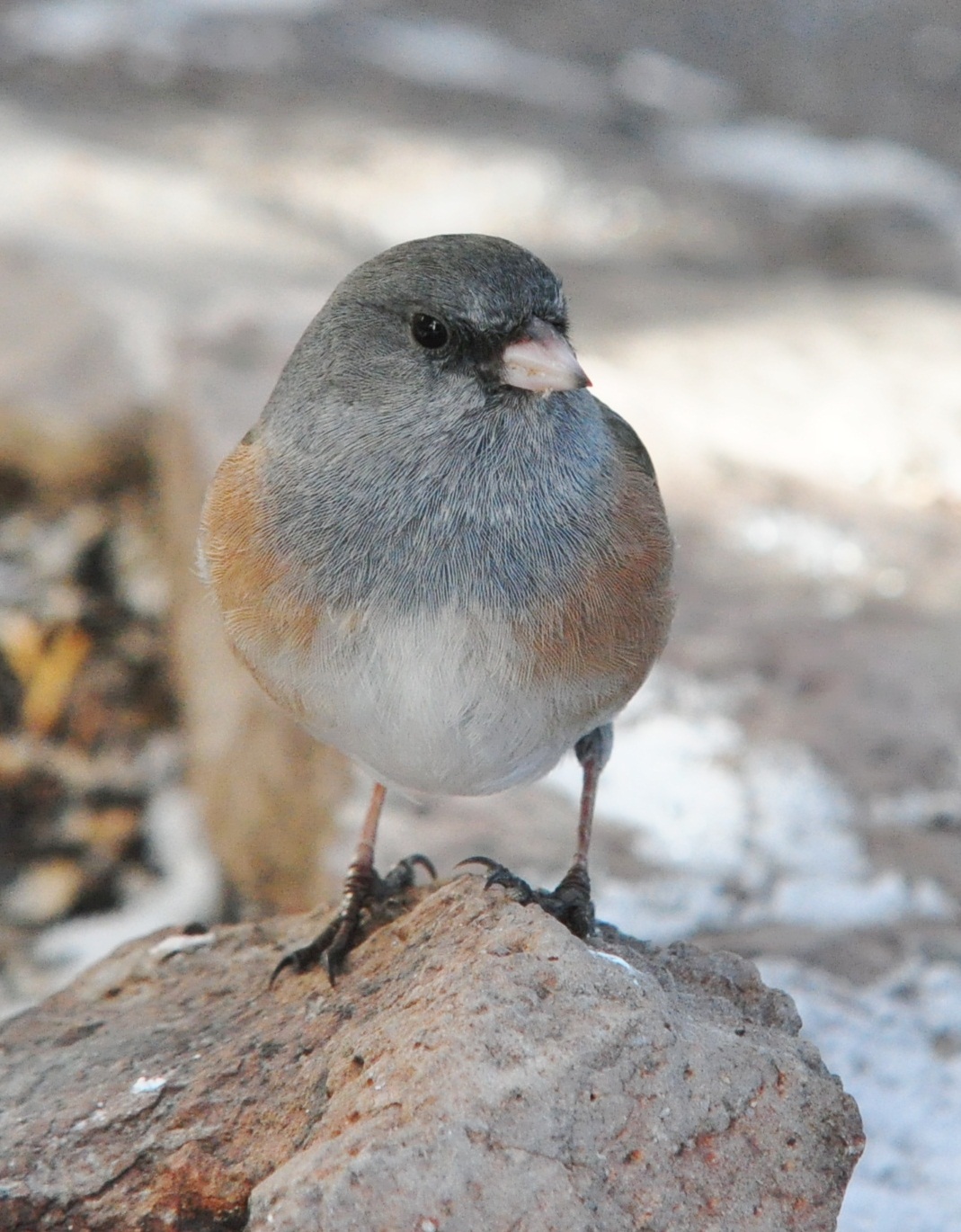 Birds of Madison County
