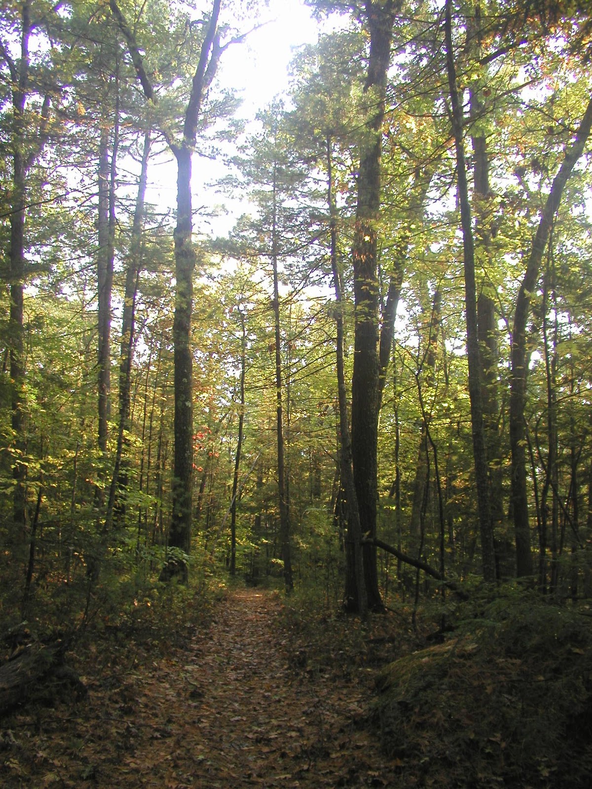 Everyone Outdoors Forest Bathing Prescription for WellBeing