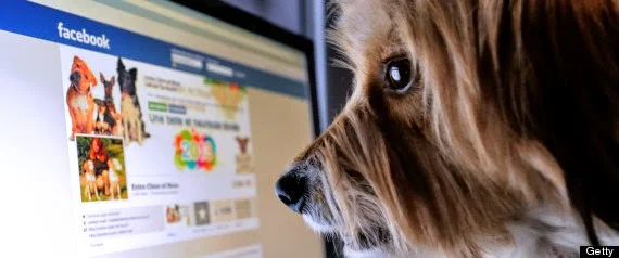 New Social Network for your Pets