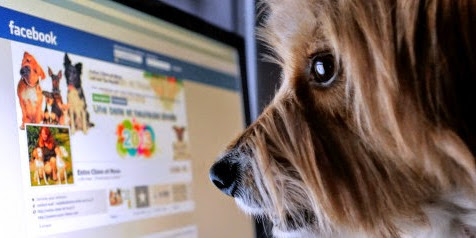New Social Network for your Pets