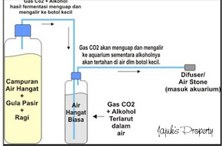 Cara Membuat Co2 Diy Murah Meriah Kebunpedia