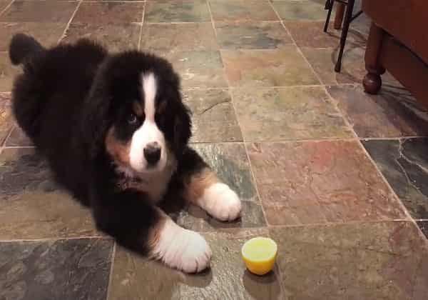 Bermese Mountain Puppy Has Hilarious Response To First Taste Of Lemon