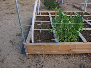 In My League: Building a Square Foot Garden Trellis