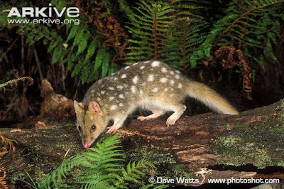 Dasyurus viverrinus