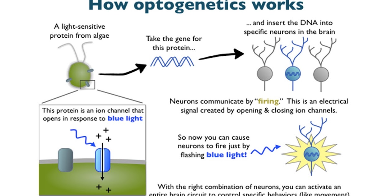 ektalks Controlling Neurons with Light a Way to