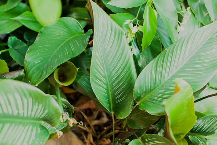 calathea striped calathea