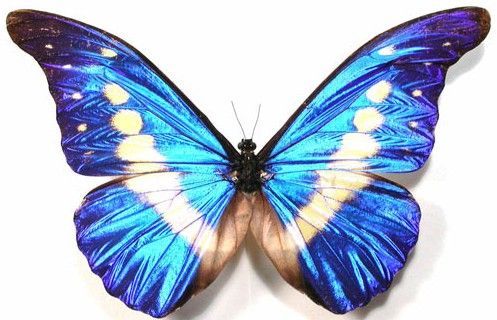 ミライノシテンモルフォチョウ、宝石のように輝く蝶??世界三大美蝶の美しさ【n】