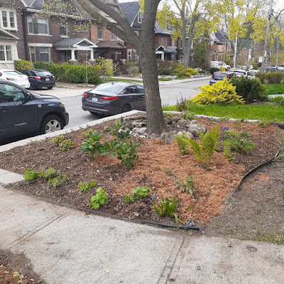 Toronto Roncesvalles shade garden installation after by Paul Jung Gardening Services--a Small Toronto Gardening Company