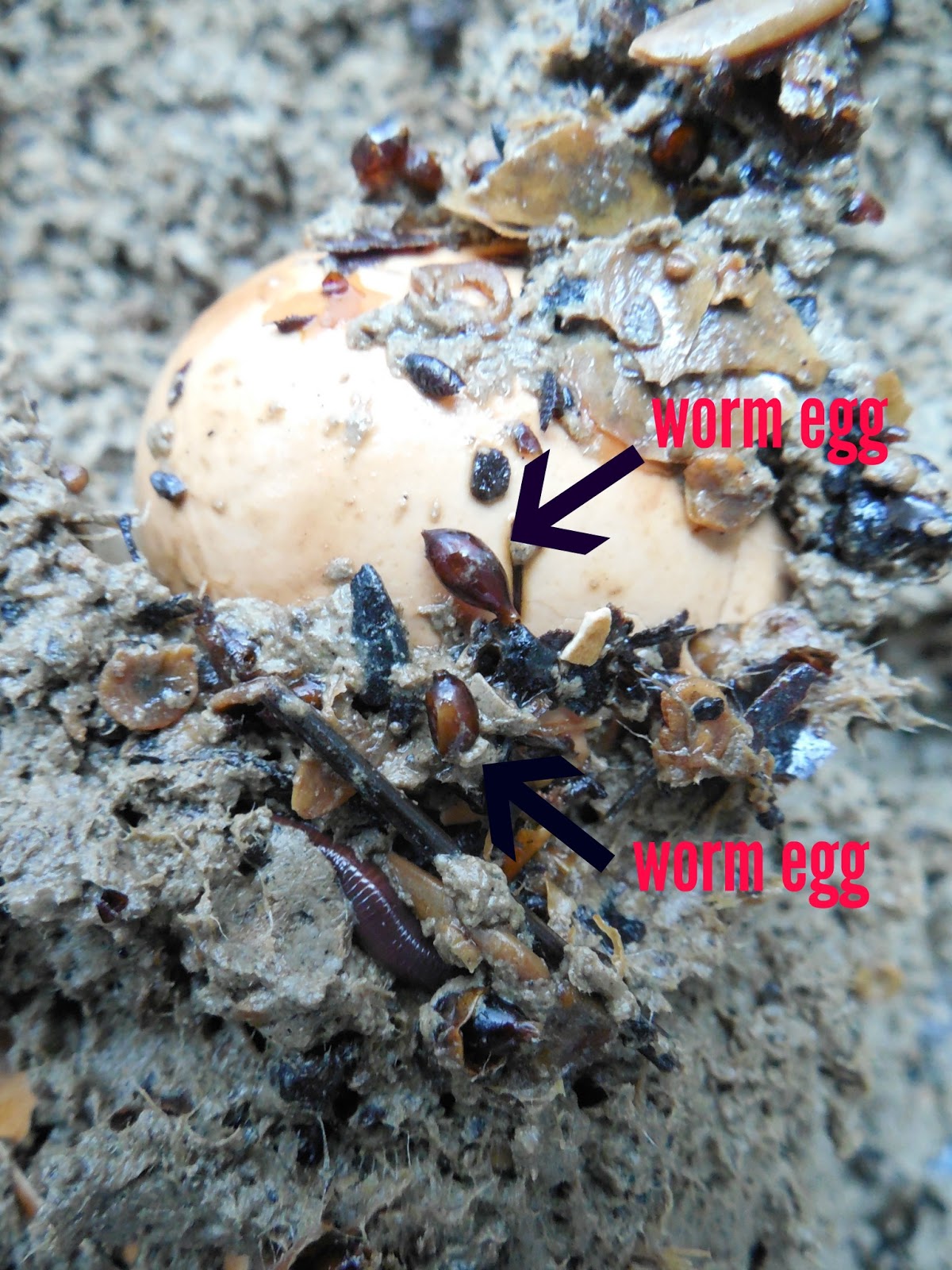 Share it! Science Composting with Worms! A Great Activity for School