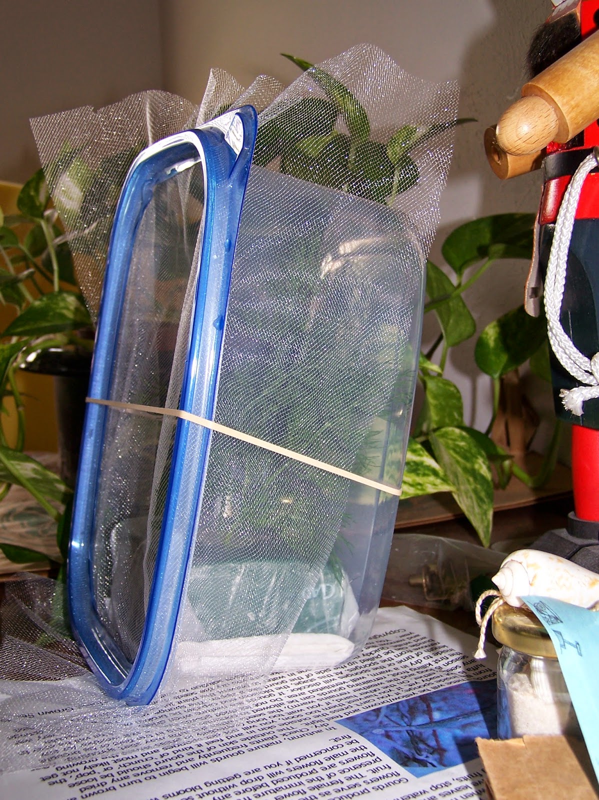 The Haphazard Gardener DIY Butterfly Cage (Helping the Butterfly Population)