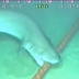 Απίστευτο: Οι καρχαρίες απειλούν να «ρίξουν» το ίντερνετ -Δαγκώνουν τα καλώδια της Google στα βάθη των ωκεανών [βίντεο] 