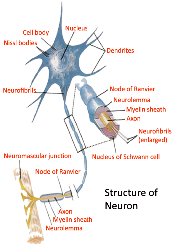 picture of structure of neurons