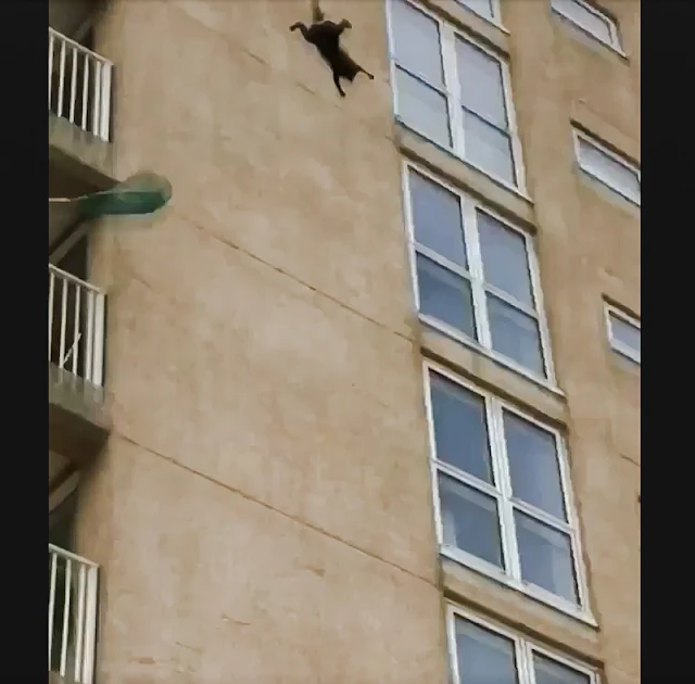 Cat climbing the outside of apartment block falls 6 stories and runs off