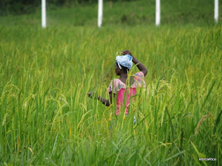 Japan-funded Emergency Rice Project near CARI, Suakoko, Liberia