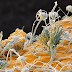 Study of fungi isolated from pharmaceutical cleanrooms:
Types and origins Study of fungi isolated from pharmaceutical cleanrooms:
Types and origins