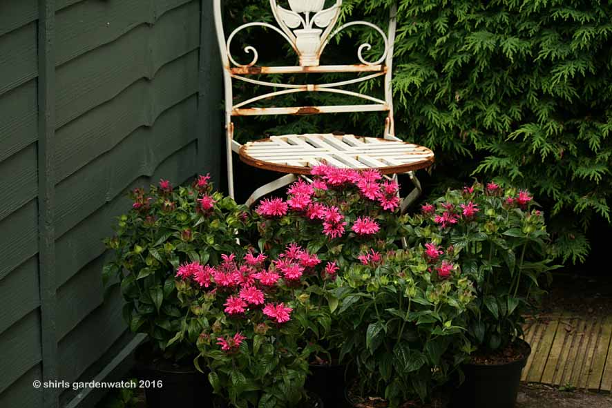 Future Plants By Randy Stewart Cotoneaster