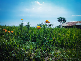 Sweet Marigold Plants With Orange Flowers Blooming On A Sunny Day In The Rice Field Ringdikit North Bali Indonesia