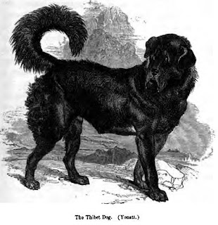Tibetan dog from the 1850s
