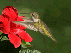 hummingbird hummingbirds bird humming wings animated birds fast flying hummer flower being flor