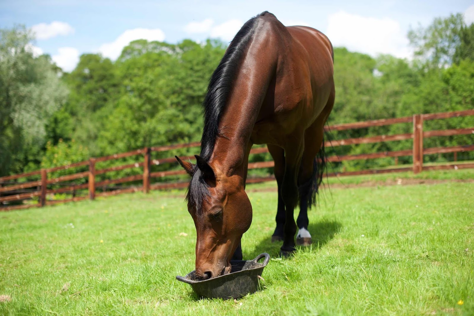 Best Ways to Save Money on Horse Feed