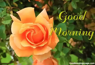Good Morning flowers pictures Good morning flowers pictures