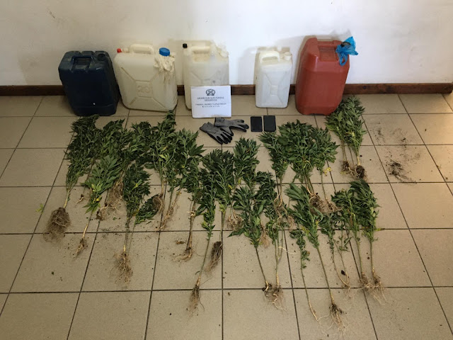 Χειροπέδες σε δυο άτομα στη Μεσσηνία που καλλιεργούσαν 43 φυτά κάνναβης