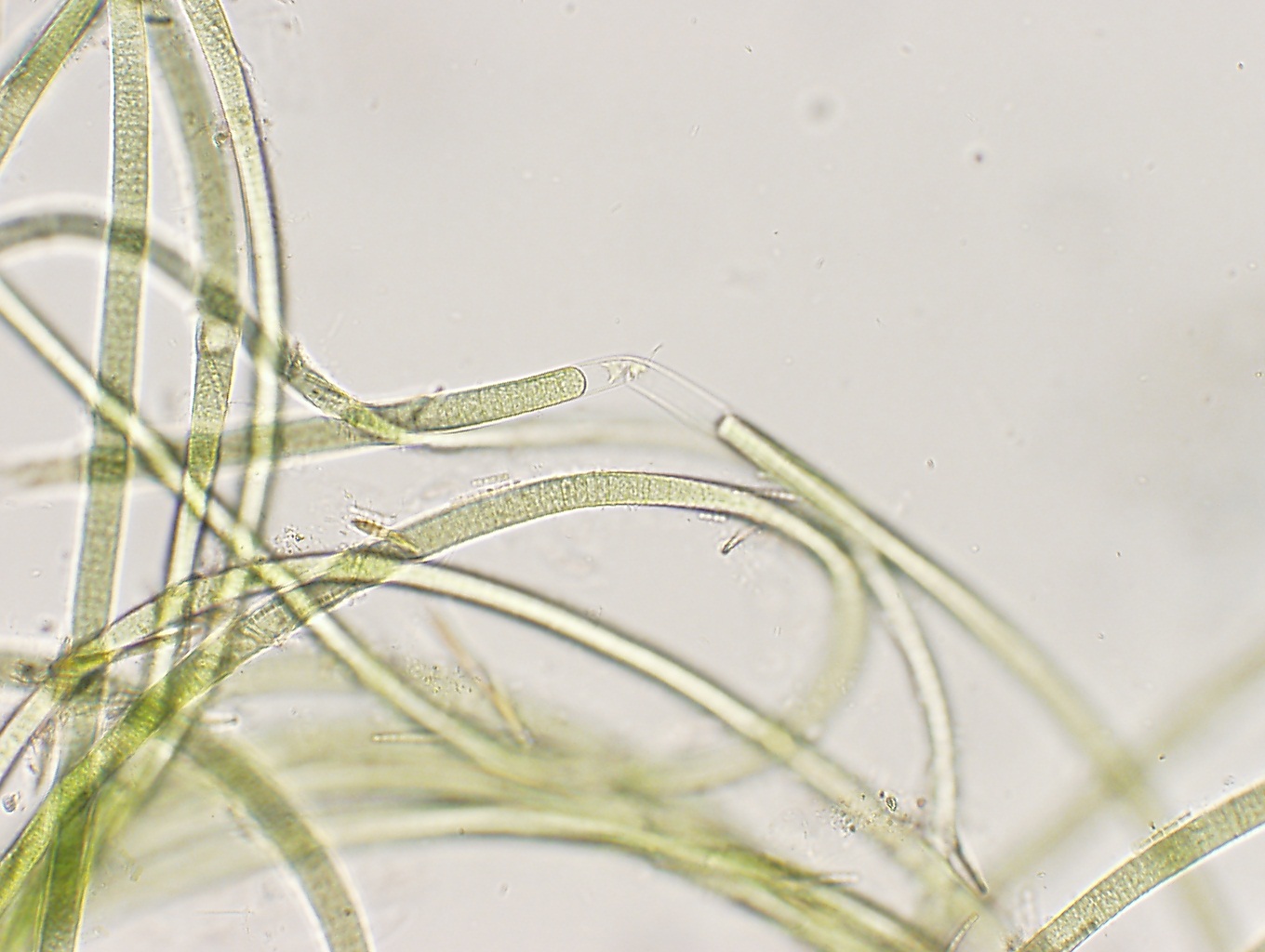 Хлорофиллы цианобактерий. Нитчатые серобактерии. Зеленые нитчатые бактерии. Beggiatoa Alba. Нитчатая водоросль спирулина.