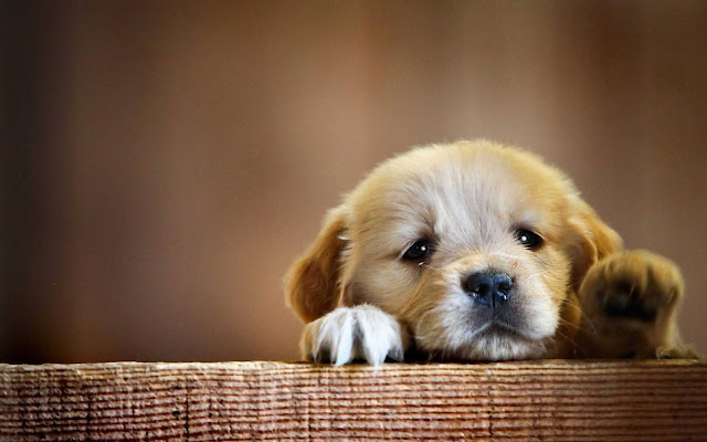 cute dog wallpaper