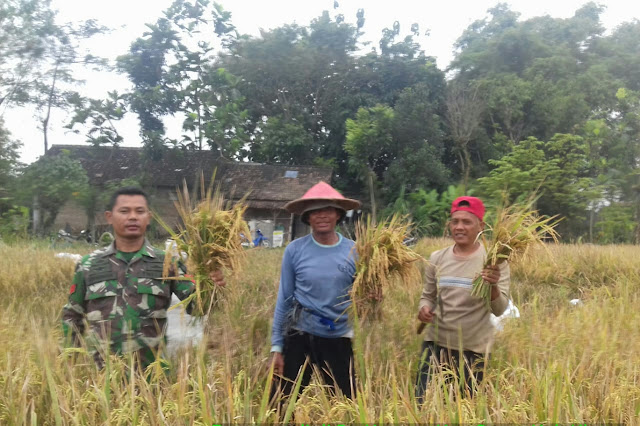 Babinsa Koramil 23/Ceper Tidak Lelah Bantu Petani Panen Padi