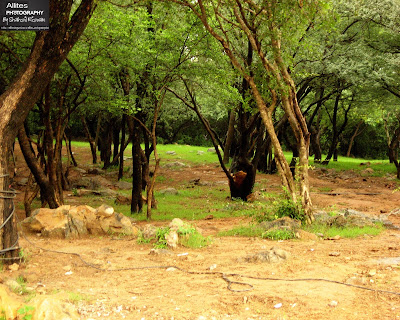 Daman-e-Koh is basically a Forest, Daman-e-Koh, Islamabad (Hill Resort), Photography by Shahzil Rizwan