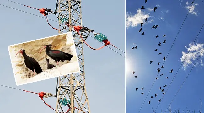 Dicle Elektrik’ten Kelaynaklara elektrik koruması