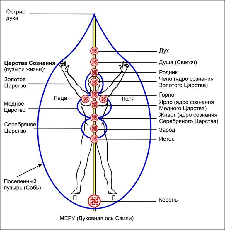 Движение энергии в теле человека схема