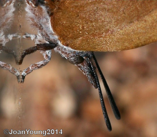 South African Photographs Common Figtree Blue (Myrina silenus)