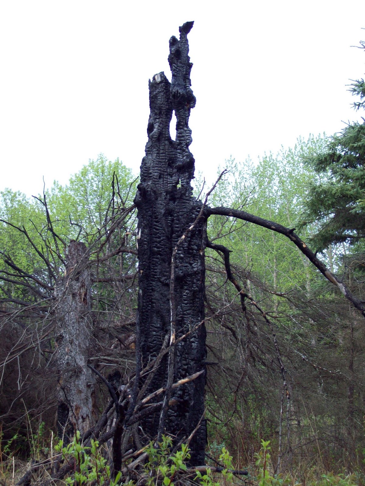 Photo of the day Art and Imagesbykim Burnt Tree Forest