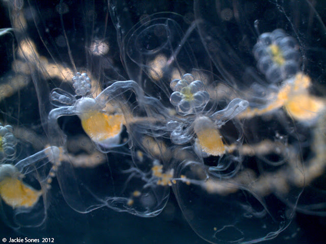 The Natural History Of Bodega Head The Longest Animal On Earth