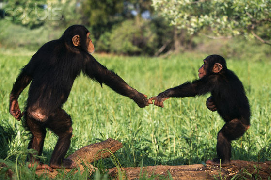 human hands vs chimpanzee hand