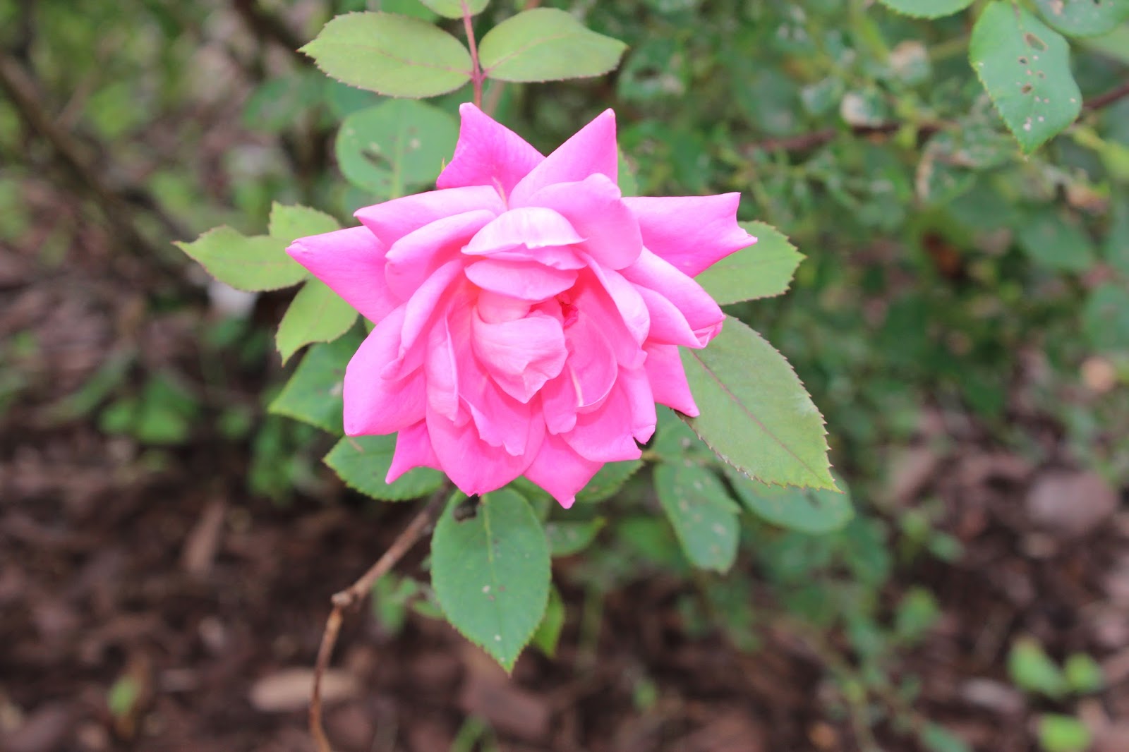 Confessions of a Sports Mama May Showers Bring June Flowers