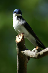 swallow flying tree meadows meadow birds lighter land living insects likely attract picking seen bird