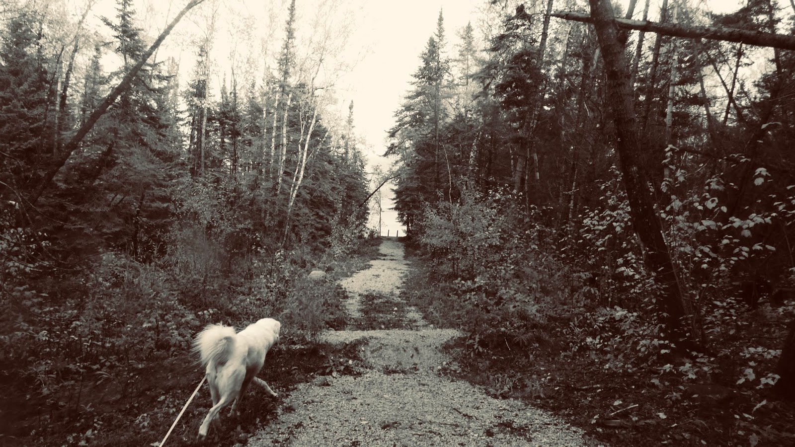 A Moment in the Woods