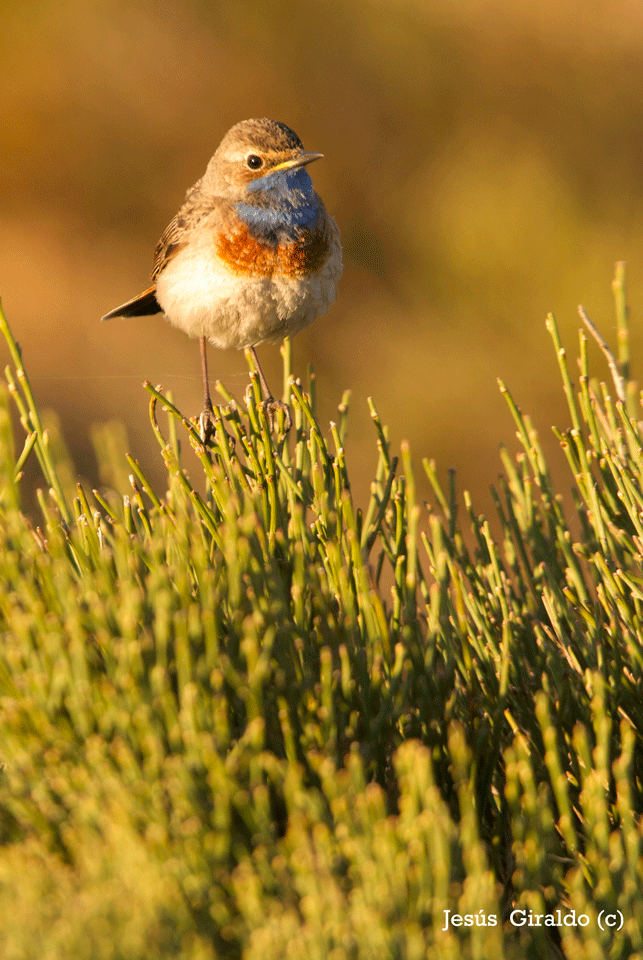 Pechiazul (luscinea svecica)