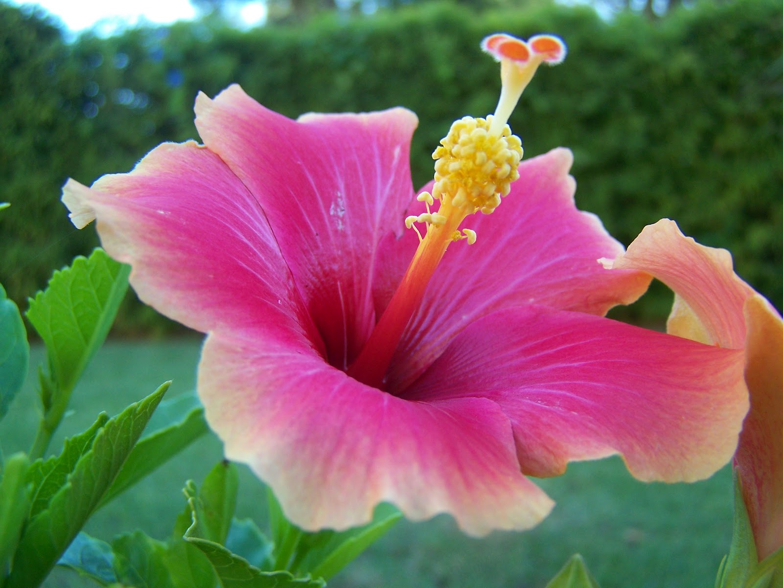 La flor del hibiscus rosa sinensis Krista