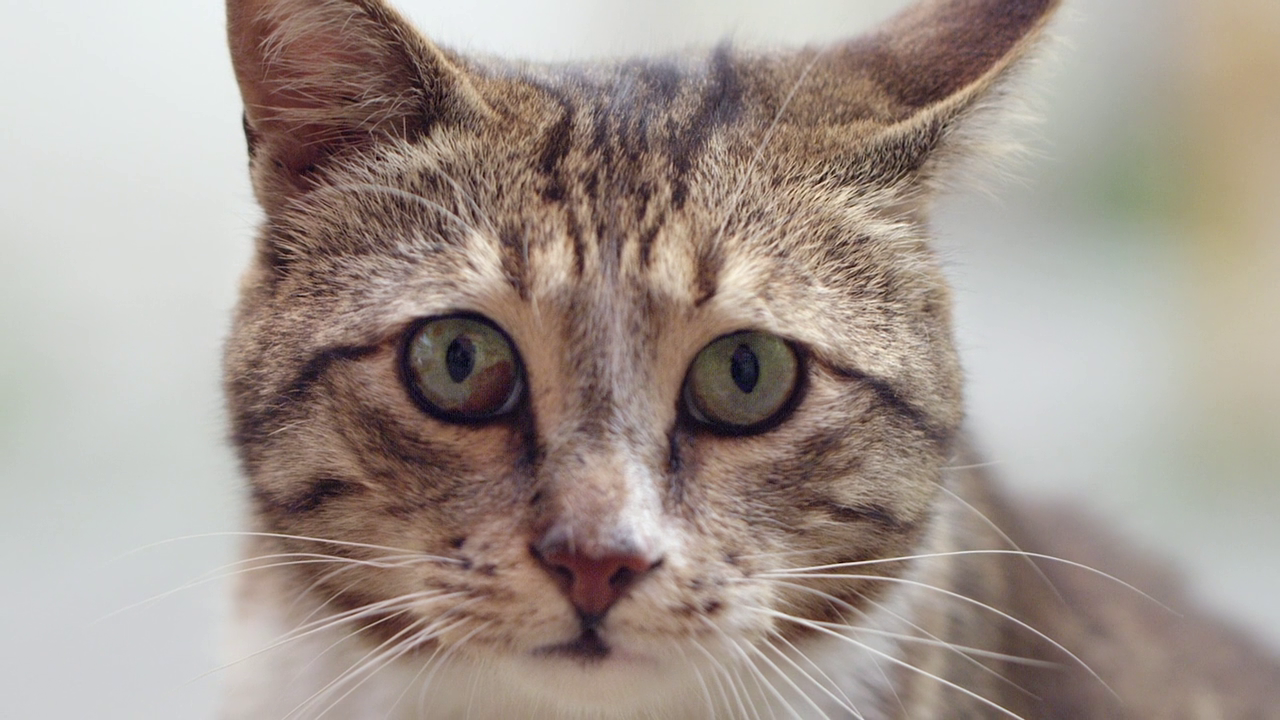 Arsenevich Ceyda Torun Kedi (2016)